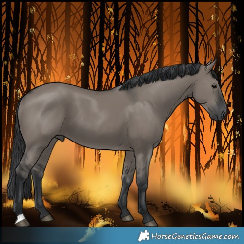 Horse Color:Grullo 