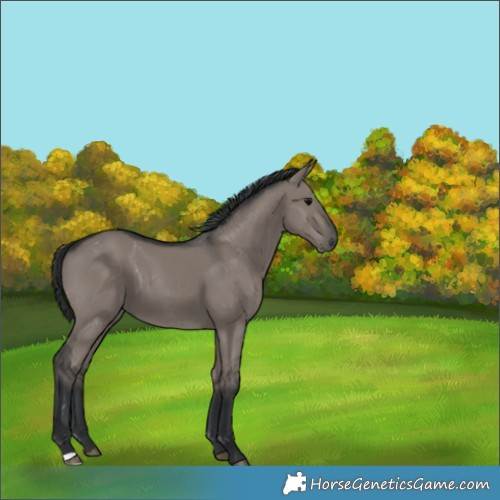 Horse Color:Grullo