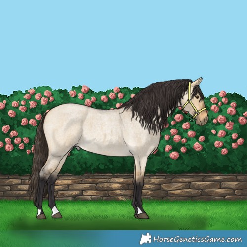 Horse Color:Buckskin Roan Dun