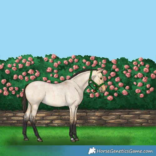 Horse Color:Buckskin Roan Dun 