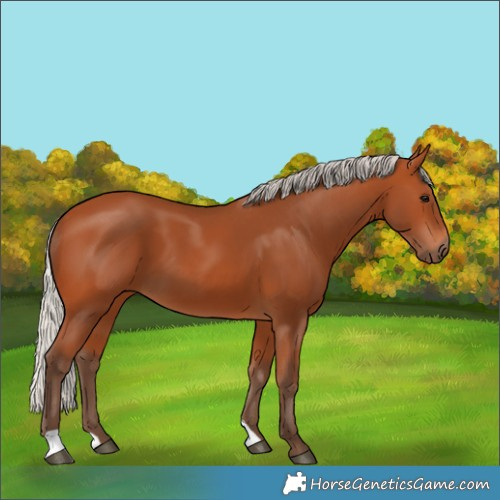 Horse Color:Silver Bay