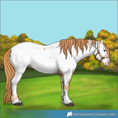 Horse Color:White Spotted Chestnut Tobiano Appaloosa