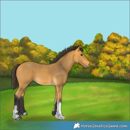 Horse Color:Buckskin Tobiano 