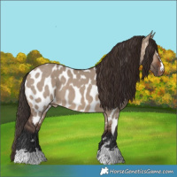 Horse Color:Brown Dun Appaloosa 