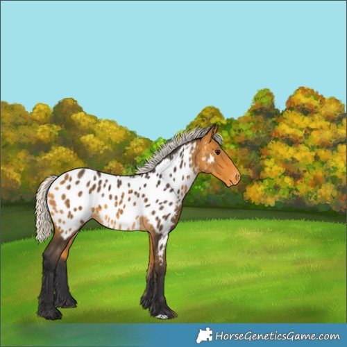 Horse Color:Silver Buckskin Appaloosa 