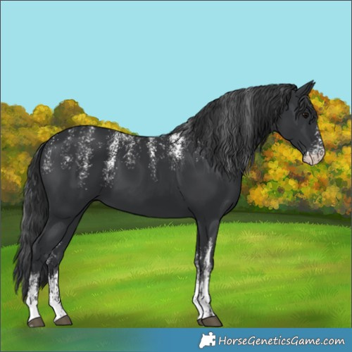 Horse Color:Powder White Black 