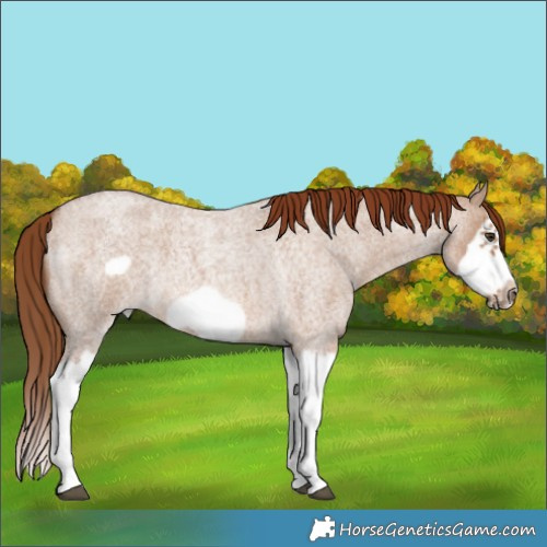 Horse Color:Red Dun Roan Splash Frame Rabicano 