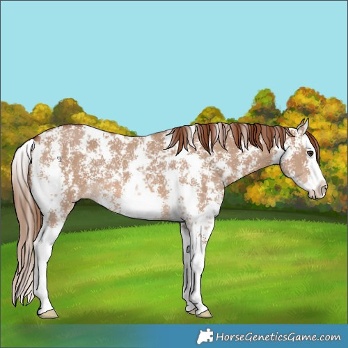 Horse Color:Red Dun Sabino Splash 