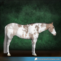 Horse Color:White Spotted Bay Dun Sabino 