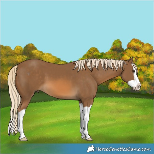 Horse Color:Chocolate Palomino Splash 