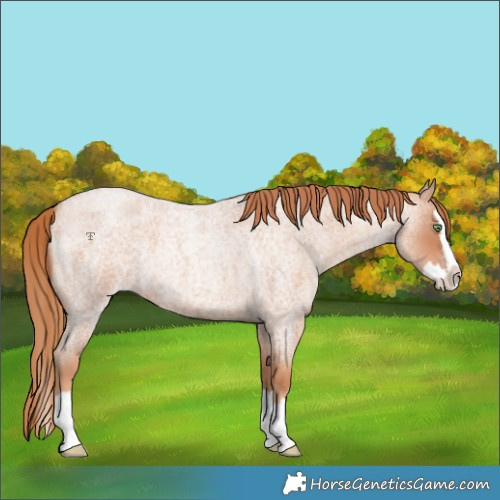 Horse Color:Gold Champagne Roan Splash 