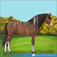 Horse Color:Powder White Bay Sabino Varnish 