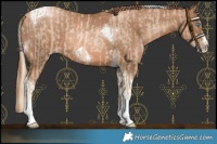 Horse Color:Chocolate Palomino Pearl Tobiano Frame  and Liver Chestnut Pearl Tobiano Frame 