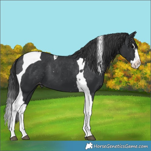 Horse Color:Black Splash Tobiano Varnish 