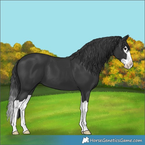 Horse Color:Black Splash 