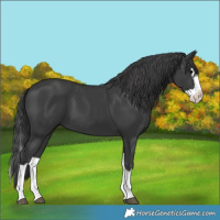 Horse Color:Black Splash 