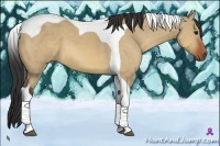 Horse Color:Bay Dun Tobiano 
