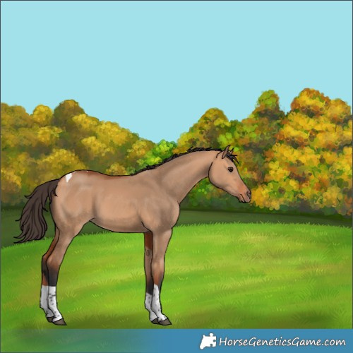 Horse Color:Bay Dun Tobiano 