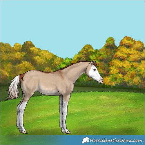 Horse Color:Red Dun Splash 