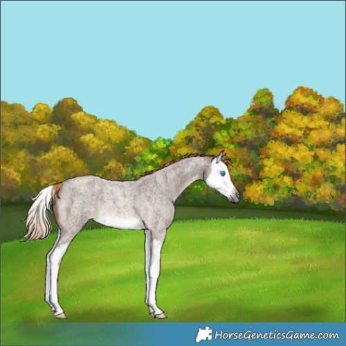 Horse Color:Gray Red Roan Splash Rabicano 