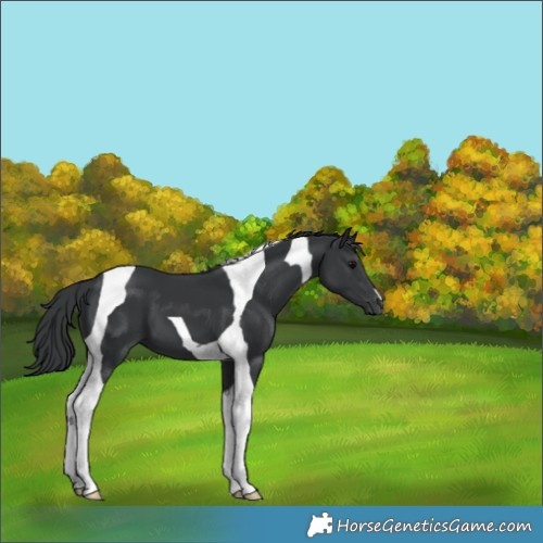 Horse Color:Black Tobiano 