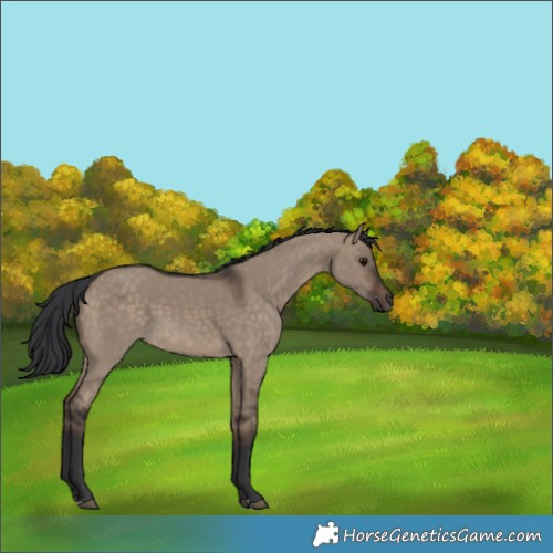 Horse Color:Brown Dun 
