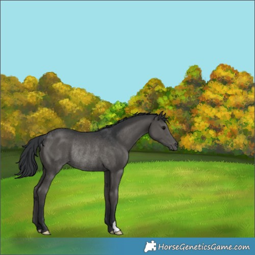 Horse Color:Black Rabicano 