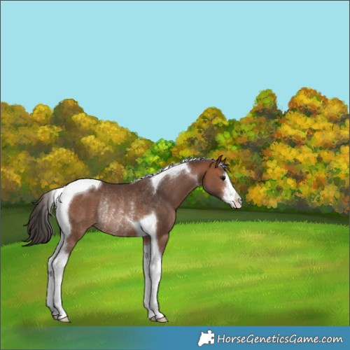 Horse Color:White Spotted Bay Tobiano Rabicano 
