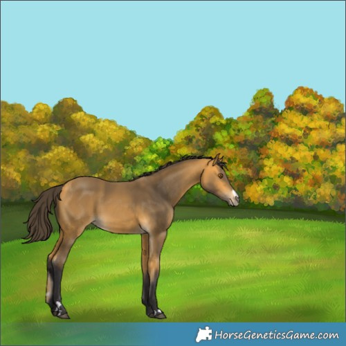 Horse Color:Buckskin 