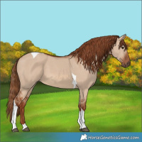 Horse Color:Red Dun Tobiano 