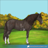 Horse Color:Liver Chestnut Sabino Tobiano 