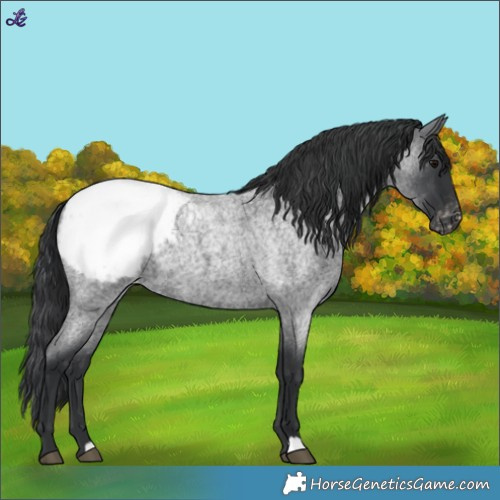 Horse Color:Blue Roan Appaloosa 
