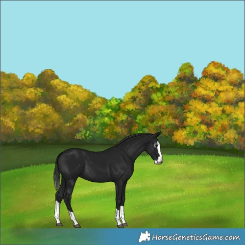 Horse Color:Gray Black Splash