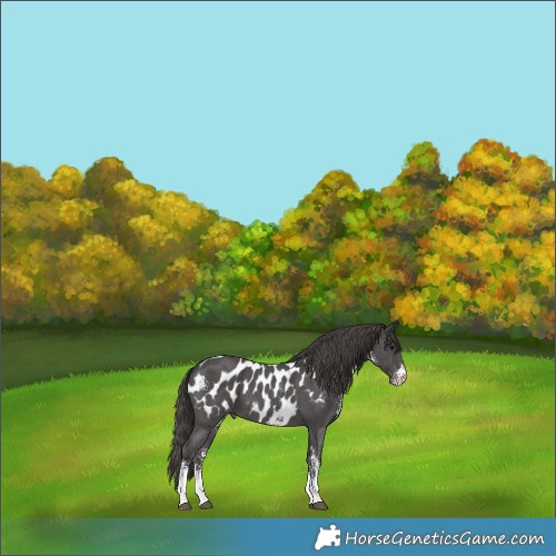 Horse Color:Smoky Black Sabino Appaloosa