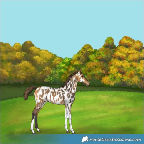 Horse Color:Buckskin Tobiano Near Leopard 