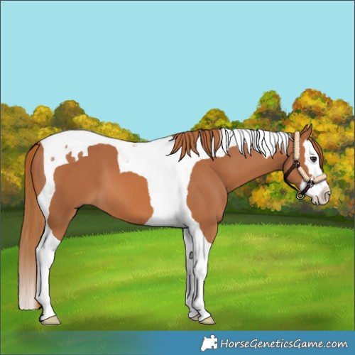 Horse Color:Chestnut Splash Tobiano 