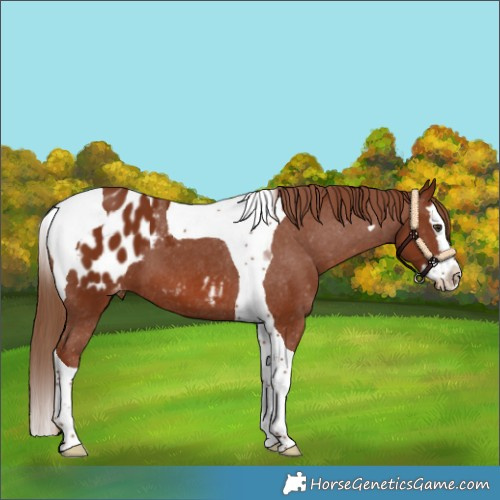 Horse Color:Chestnut Splash Tobiano Appaloosa 