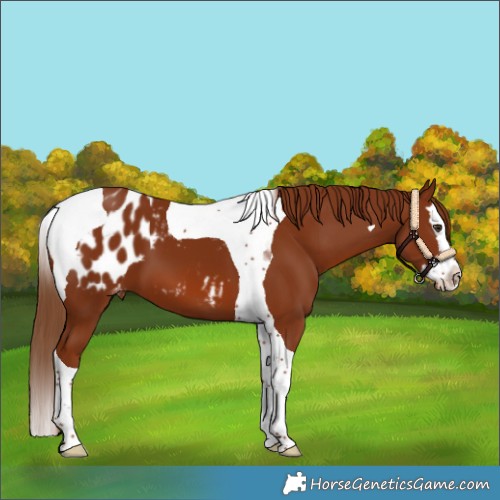 Horse Color:Chestnut Splash Tobiano Appaloosa