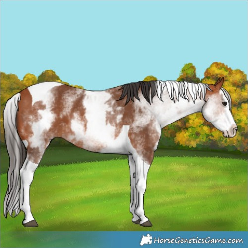 Horse Color:White Spotted Bay Splash Tobiano