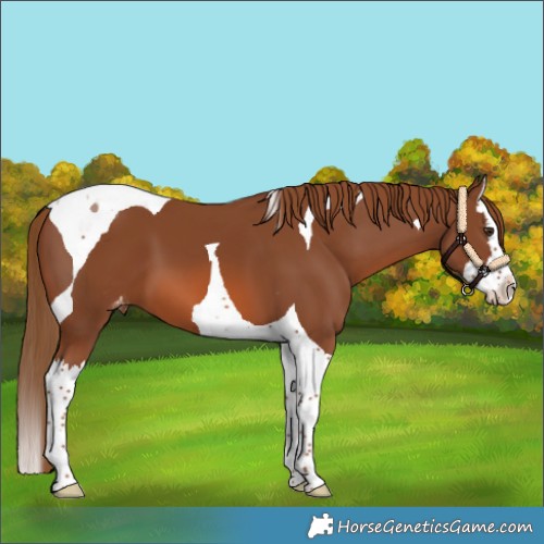 Horse Color:Chestnut Splash Tobiano Appaloosa