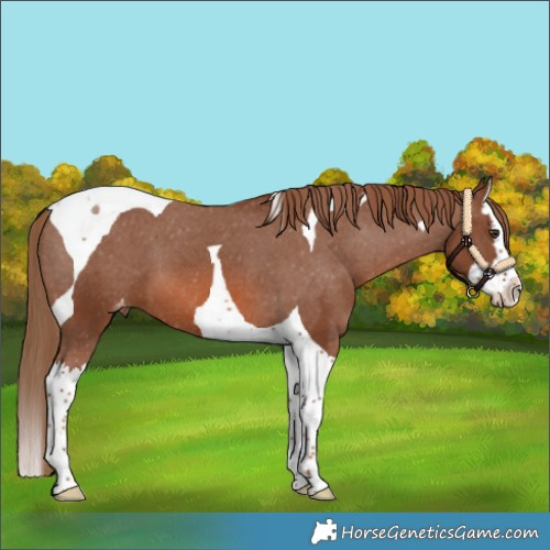 Horse Color:Chestnut Splash Tobiano Appaloosa 