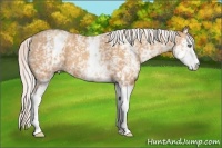 Horse Color:White Spotted Silver Amber Champagne Sabino 