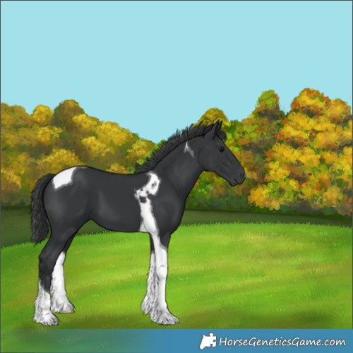 Horse Color:Black Tobiano 