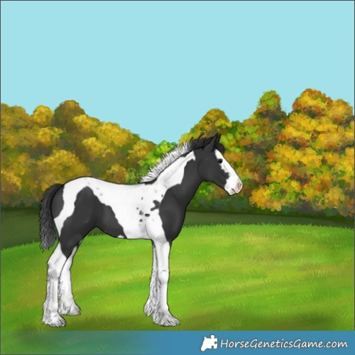 Horse Color:Black Splash Tobiano 