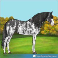 Horse Color:Black Sabino 