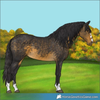 Horse Color:Buckskin
