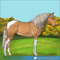 Horse Color:Palomino Tobiano 