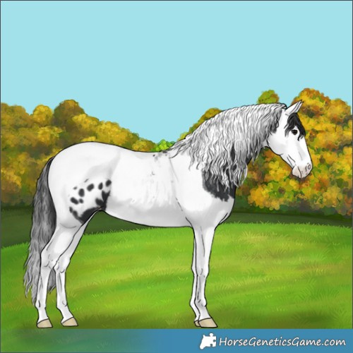 Horse Color:Black Splash Tobiano Appaloosa