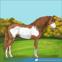 Horse Color:Chestnut Frame 