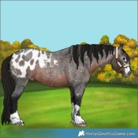 Horse Color:Gray Brown Roan Appaloosa 